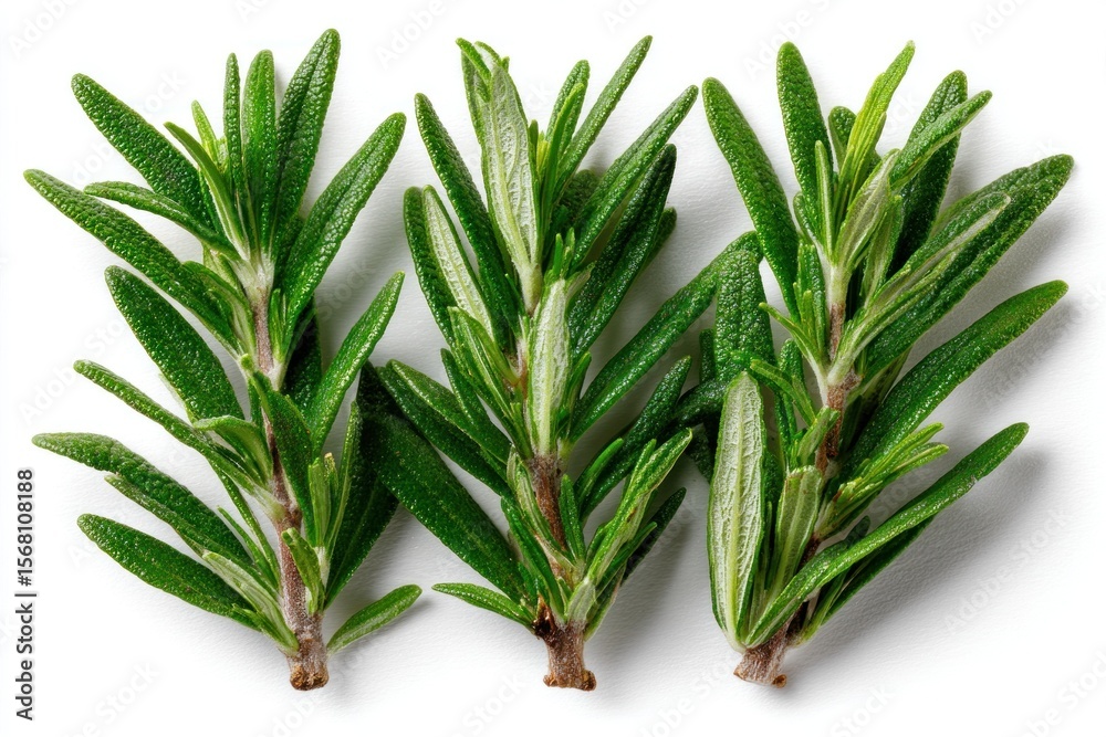 Fototapeta premium Three sprigs of fresh rosemary are positioned next to each other, highlighting their lush green leaves ready for culinary applications