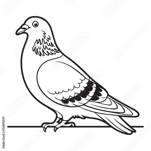 Pigeon standing on a branch bird avian