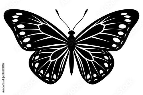 butterfly vector illustration