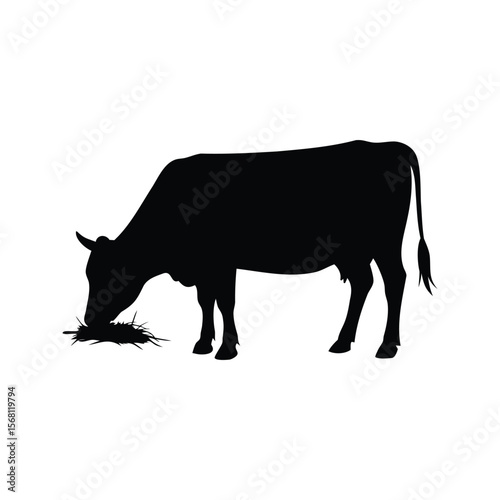 Black silhouette of a cow grazing on hay, standing on grass