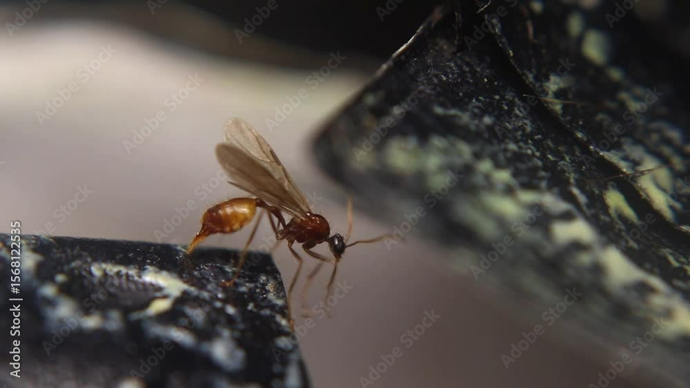 Adult male winged carpenter ant (*Camponotus spp.*) during mating season. Captures key stage in ant life cycle before colony founding. Close-up macro nature video.
