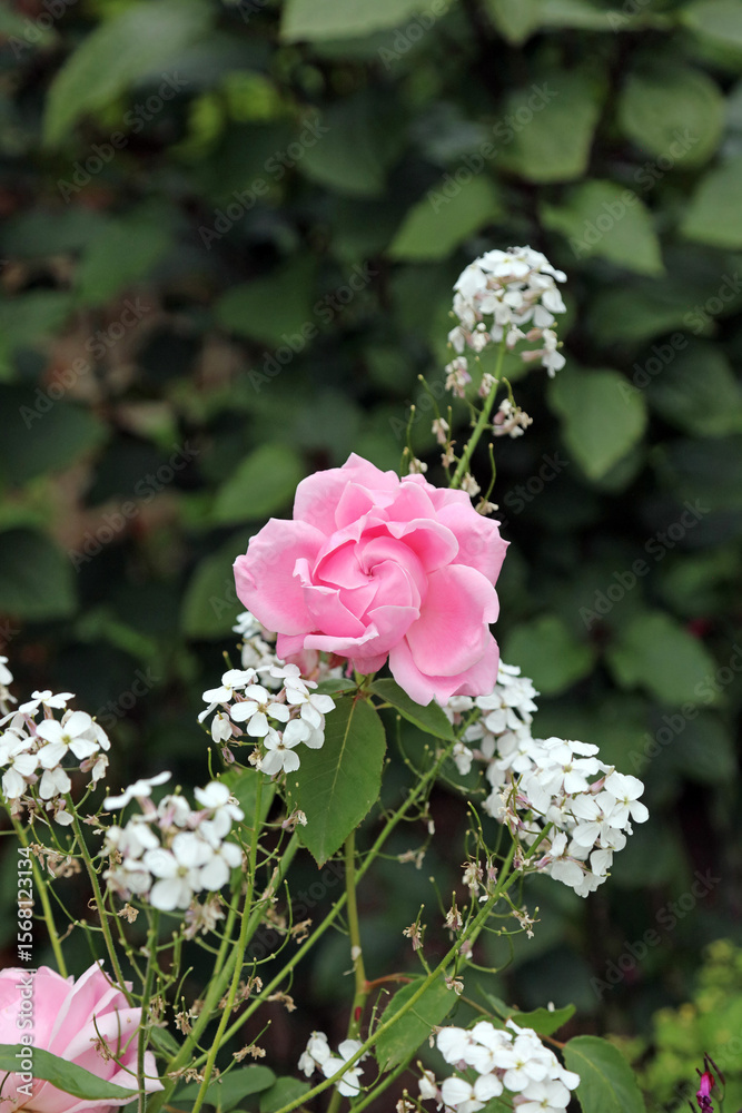 Fototapeta premium Pink Rose bud opening among Dame's Violet plants, Kent England 