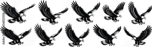 Majestic bald eagle flying illustration, strong raptor bird, detailed vector design, hunting pose, predator wings open, fierce wild animal artwork flat vector illustration
