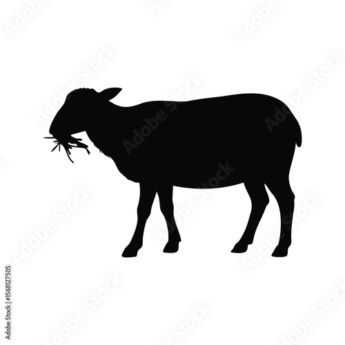 Silhouette of a Sheep Eating Grass Isolated on a White Background