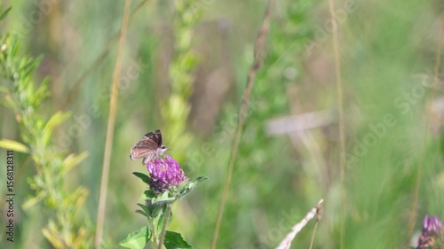 butterfly on a flower