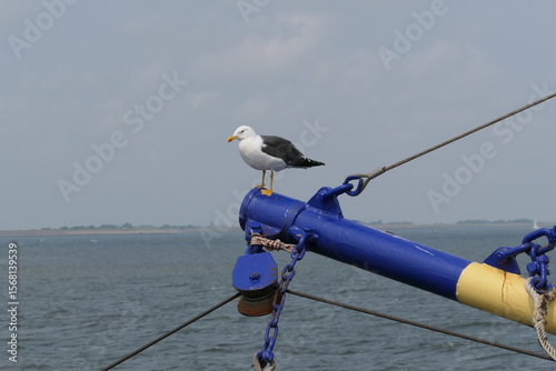 Guardian of the sea, waiting for the catch.