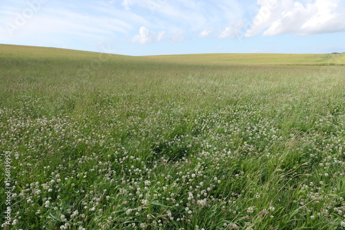 Rolling landscape with wildflowers like white clover, offering a wide view under a beautiful sky filled with clouds.