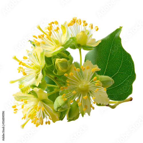 Linden blossom flowers and leaf closeup botanical photography