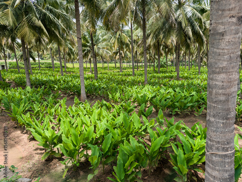 Turmeric plants (Curcuma longa ) in between the coconut trees, in rural village of Tamil Nadu, India