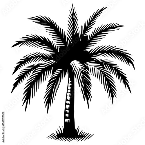 Palm tree silhouette