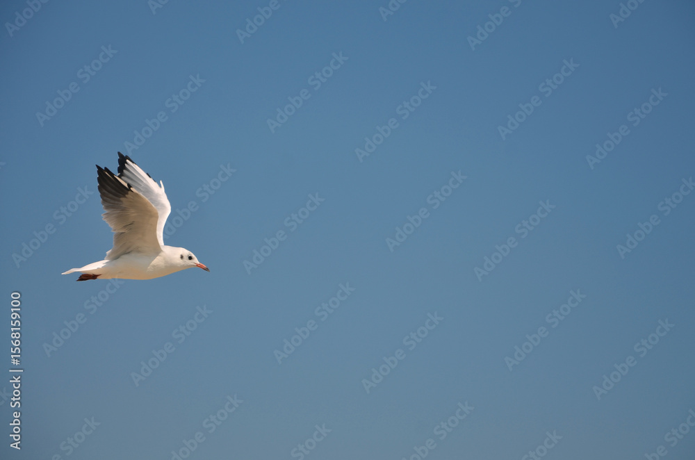 Obraz premium One seagull in flight on clean blue sky. Birds, seagull, fauna, wildlife protection.