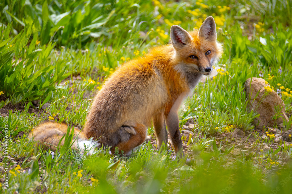 Red fox in Yellowstone National Park Red fox in Yellowstone National Park