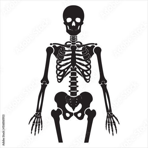 A full human skeleton displayed against a clean white background