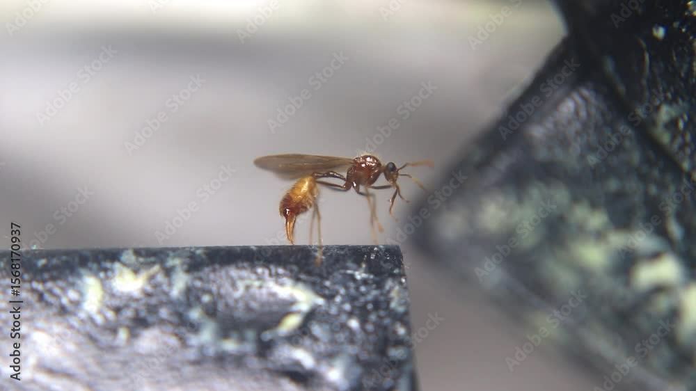 Adult male winged carpenter ant (*Camponotus spp.*) during mating season. Captures key stage in ant life cycle before colony founding. Close-up macro nature video.
