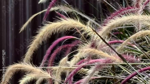 Ornamental Grasses swaying gently beside a rustic fence, creating a soothing natural visual showcase