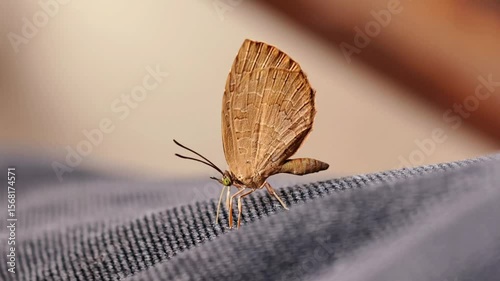 Macro video showing a butterfly perched delicately on denim fabric with detailed textures