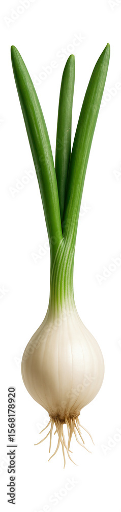 Fototapeta premium Spring onion bulb with a small, elongated shape and green, tubular leaves