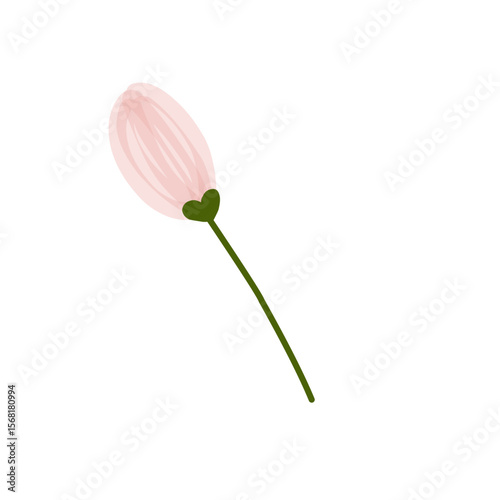 pink tulip isolated on white