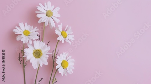 A minimal - styled concept with white daisy chamomile flowers placed on a pale pink background. The pure white petals of the daisies contrast beautifully with the soft, gentle pink backdrop, creating 