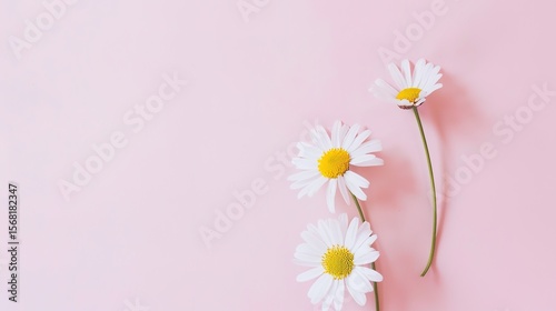 A minimal - styled concept with white daisy chamomile flowers placed on a pale pink background. The pure white petals of the daisies contrast beautifully with the soft, gentle pink backdrop, creating 