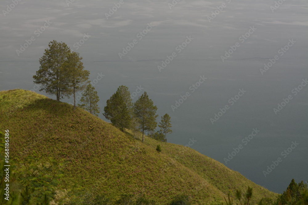 Obraz premium Grassy Hill with Pine Trees Overlooking Misty Lake Toba