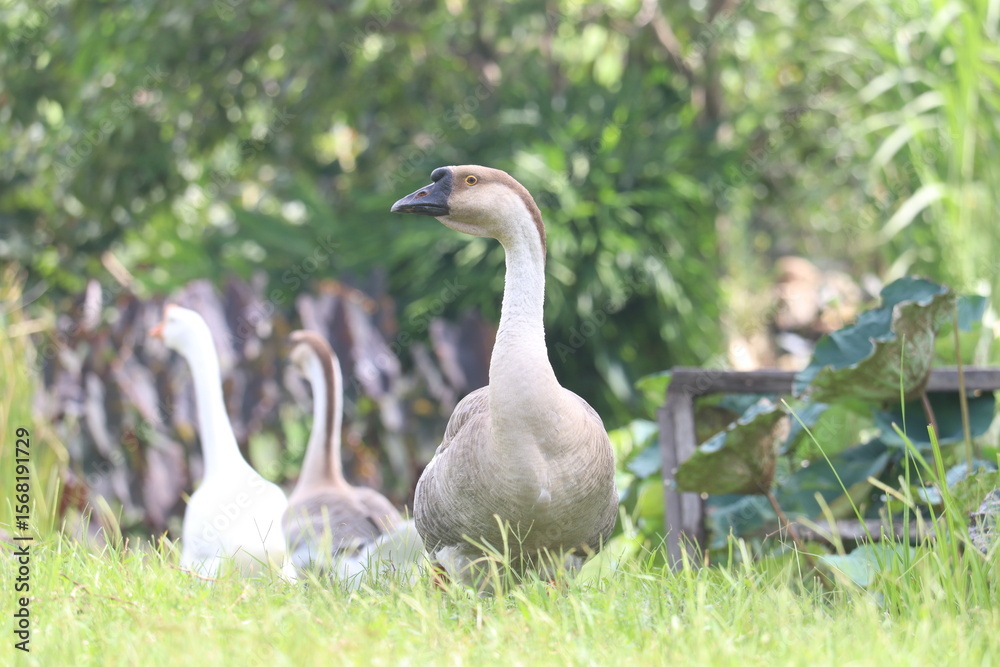 Obraz premium Goose Family in Nature: A serene depiction of a goose family, their elegant forms standing amidst lush greenery in a harmonious natural setting, displaying a moment of tranquil coexistence.