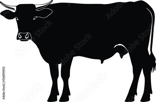Vector illustration: Strong black cow silhouette, farm animal graphic