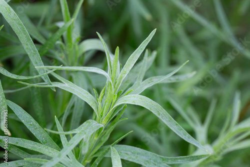 Foto Tarragon or estragon green plant, culinary and medicinal plant close up