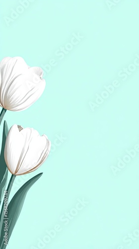 Two white tulips on teal background