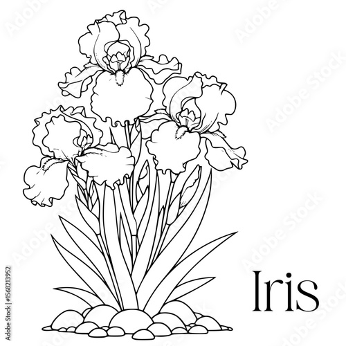 Black and white vector iris flower. Hand-drawn line art sketch, perfect for adult coloring pages, botanical prints, floral decor, invitations, wedding cards, and art therapy use