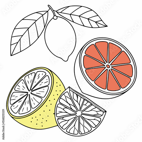 citrus fruit slices