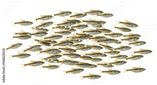 Fathead Minnow – High-Resolution Illustration of Small-Sized Freshwater Fish for Educational and Aquatic Ecosystem Use