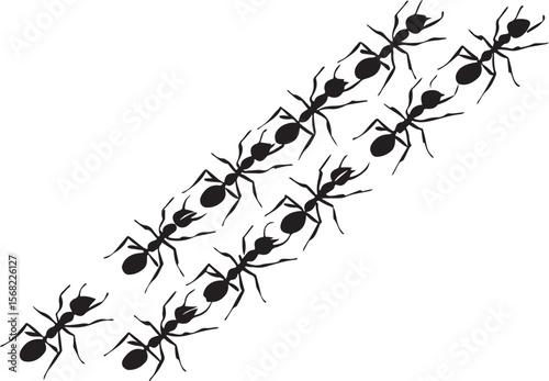 Vector illustration depicting a trail of black ants isolated on a clean white background