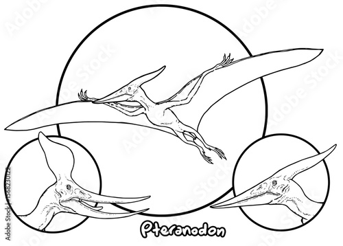 Pteranodon Coloring Page
