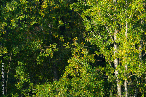 Paisaje de otoño, bosque de ribera.