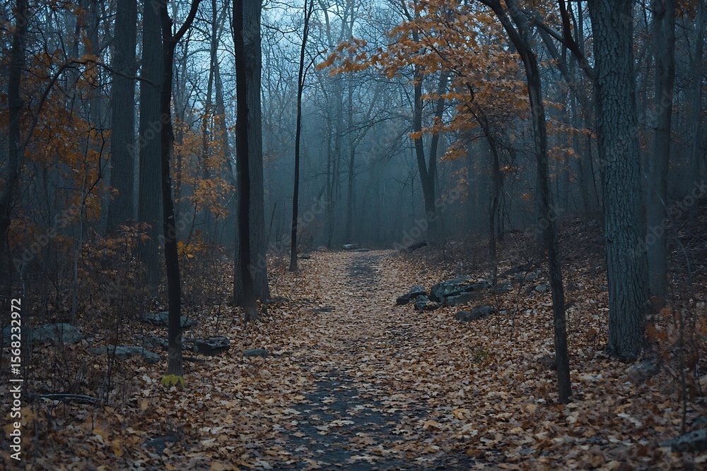 Obraz premium forest in autumn