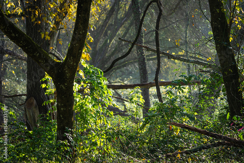 Paisaje de otoño, bosque de ribera.