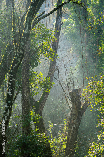 Paisaje de otoño, bosque de ribera.