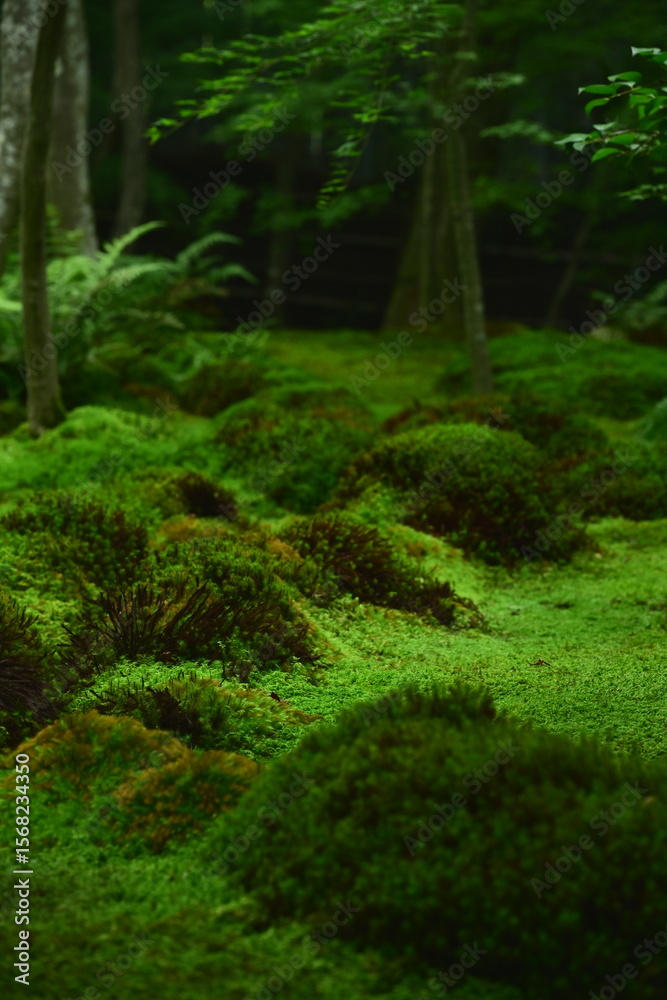 Obraz premium Japanese Moss Garden in Woodland