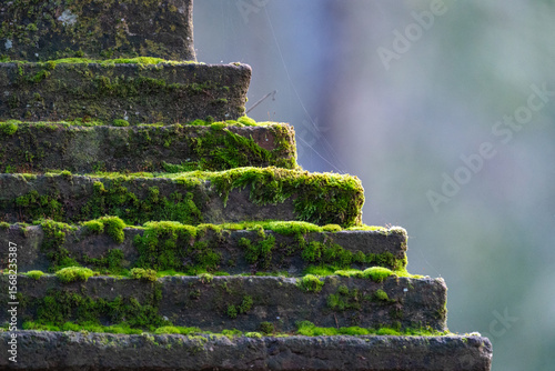 Escaleras de musgo