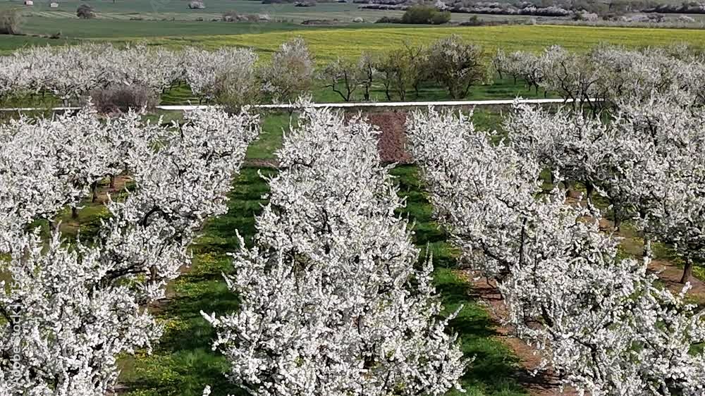  les mirabelliers en fleurs blanches au printemps dans la Meuse, en Lorraine. Au sol il y a des pissenlits avec leurs fleurs jaunes, le ciel est bleu