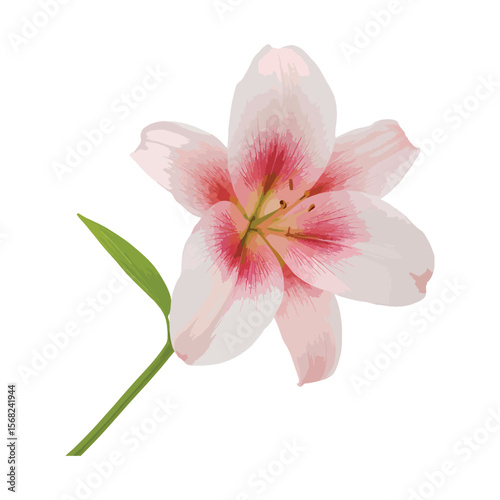"Realistic Pink Lily Flower Vector – Elegant Botanical Illustration with Stem and Leaf"

