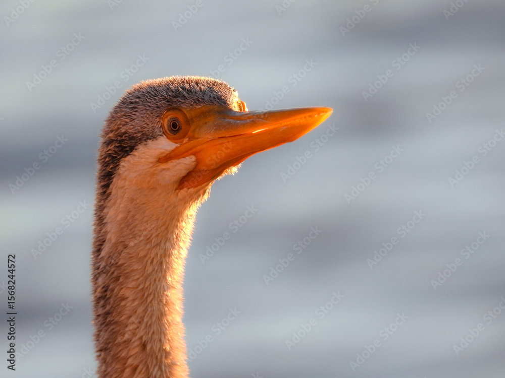 Fototapeta premium Australasian Darter at Sunset