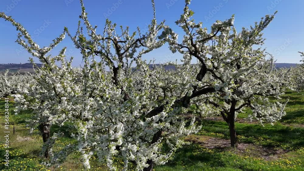  les mirabelliers en fleurs blanches au printemps dans la Meuse, en Lorraine. Au sol il y a des pissenlits avec leurs fleurs jaunes, le ciel est bleu