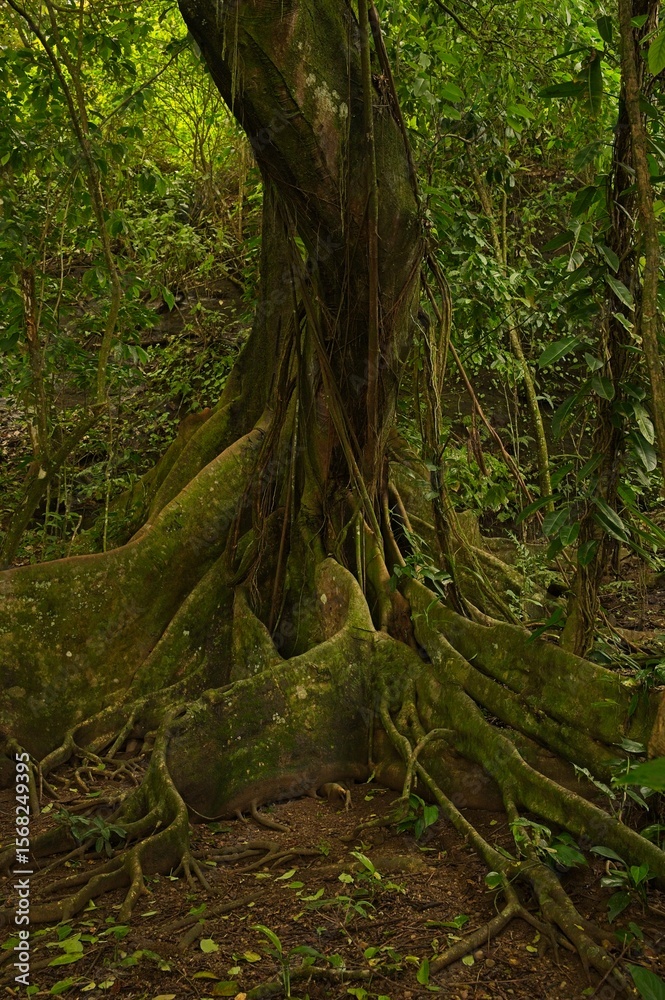 Obraz premium big tree in a rainforest in Costa Rica