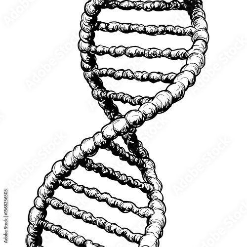 DNA Double Helix: Intricate line drawing of a DNA double helix, symbolizing genetic code, life, and scientific discovery.  
