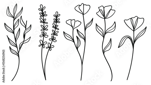  Hand drawn line art botanical stems and flower elements collection.
