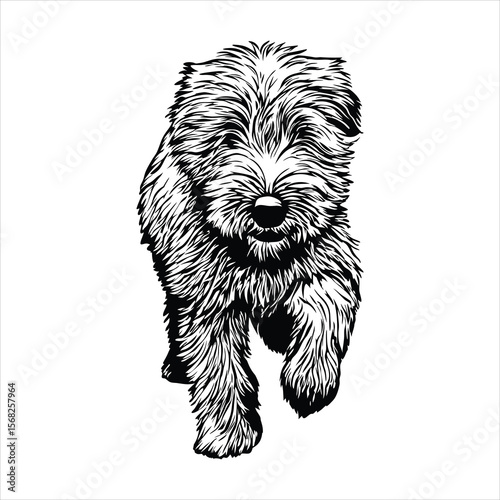 Fluffy irish soft coated wheaten terrier puppy is isolated on white background