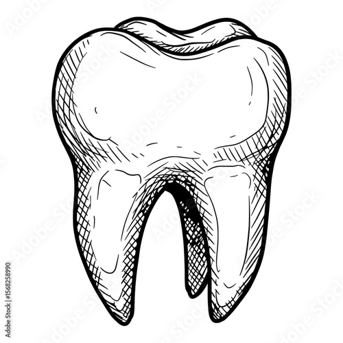 Tooth Sketch: A detailed sketch of a single tooth, with its intricate curves and root structure delicately rendered in fine lines.