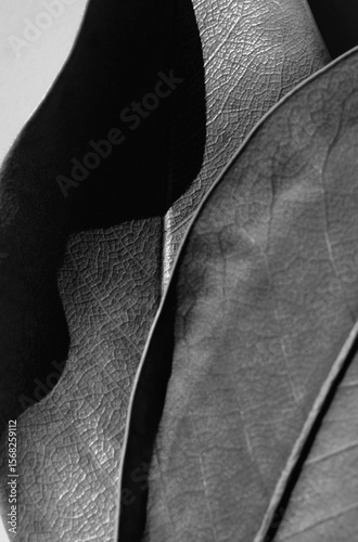 Фотография Dried autumnal leaf texture close up macro monochrome background